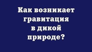Как возникает гравитация в дикой природе?
