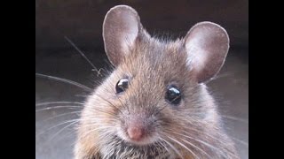 Электроная мышеловка sititek antirats уничтожитель грызунов