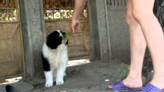 CIOBANESC DE BUCOVINA-TULNIC DE PLAI VRANCEAN-3-6 saptamani