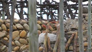 La vigne en Hiver - The vineyard during the winter # Les Echalas
