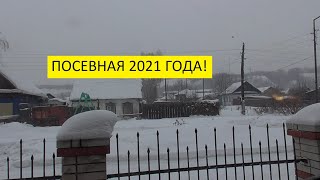 Посев томатов на рассаду для проекта "Меч самурая". 