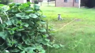 Grow your own gourds