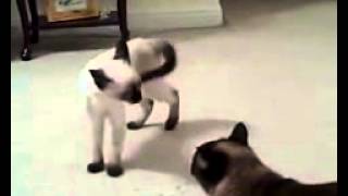 Siamese cat fighting (siamois)