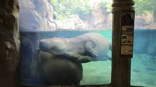 Hippo Fiona trying to get comfortable - Cincinnati Zoo