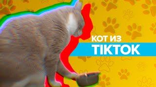 Кот стал звездой, гремя миской об пол / #shorts