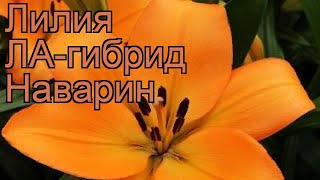 Лилия ла-гибрид Наварин (lilium la-hybrids navarin) ? обзор: как сажать, луковицы лилии Наварин