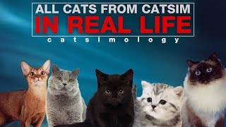 All cats from Cat Simulator 2015 in real life! | Cat Simulator | Симулятор Кошки