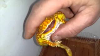 Лягушка Рогатка PACMAN клубничная
