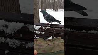 Незнакомый ручной голубь / An unfamiliar tame pigeon