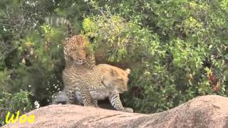 Leopard Mating Many Times On A Day