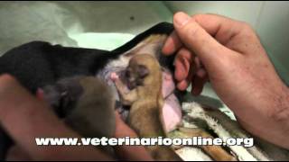 Cuidados que necesitan los perros cachorro - Veterinario Online