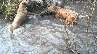 javali na agua