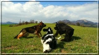 German shepherd dog, American Cocker Spaniel - a Giant Schnauzer - beauty in slow-motion.