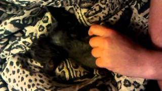 Jeremy helps kitten wank it