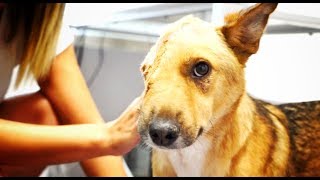 THEY CUT OFF HIS HEAD IN HALF,  BUT HE´S SO HAPPY NOW! SKY UPDATE!