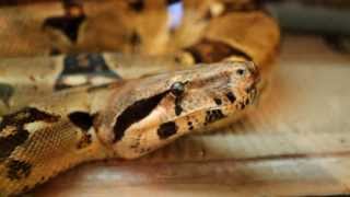 Full Reptile Room Tour