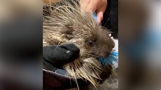 Covered in ants, porcupine shows up at wildlife center