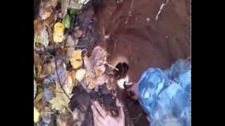 СУПЕР!!! Охота на барсука с ягдтерьером
