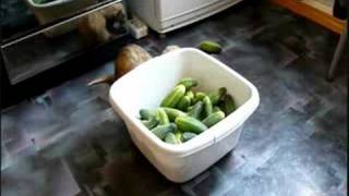 Ferrets And Cucumbers