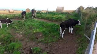Смешные коровы SCOTLAND FUNNY COWS