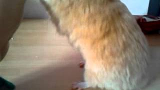 How to teach your hamster 3 awesome tricks