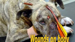 Animal Abuse - PSA School Project