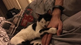 Cat Getting Spayed (During Heat) Vlog HD