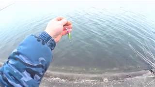 Орбит 80 и попугай l Серия 1 l Рыбалка