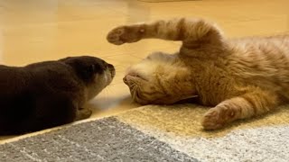 猫が必死にかまってちゃんするもスルーするカワウソが最後には…！ Cat and otter you want to play