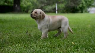 Лабрадор  Цинтия Магнифисент I Labrador Cintia Magnificent