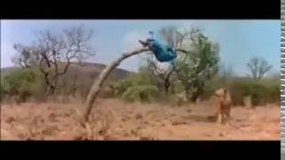 Video Divertido, Gunder sagstume