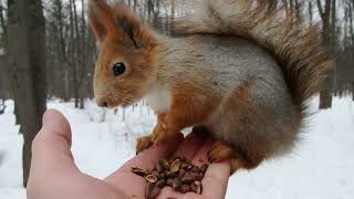 Кормлю совершенно незнакомую дикую белку / Feeding a completely unfamiliar wild squirrel