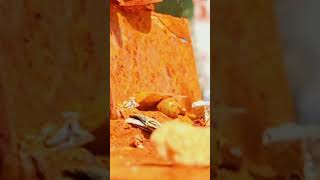 Sammakka sarakka 2019 latest song what's up status