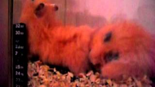 hamster sex ( хамстер секс)