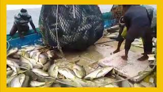 DEEP BLUE SEA FISHING / FISH NOODLING TACTICS