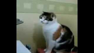 Cat Vs Printer. New Translation