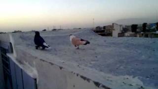 pigeon afghan,kaftar afghani,shirazi,