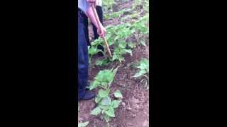 Тяпка  Рамный плоскорез в работе