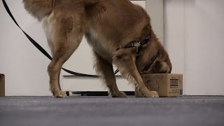 Video: Follow Your Nose - SafeHaven Humane Society's Scent Works Class