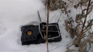 Охота на куницу! Канада