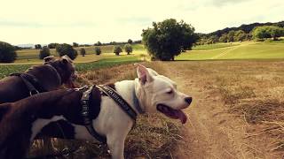 AMSTAFF - Uston & Dipsy / Chant de blé