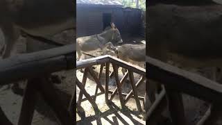Во мотыга у осла!!))Тихий ужас ?..