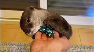 一度に全部運ばないと気が済まないカワウソの必死な行動が可愛い otter that needs to carry everything at once when carrying things.