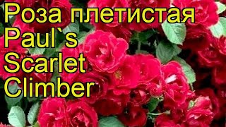 Роза плетистая Пол Скарлет Клаймбер. Краткий обзор, описание характеристик Paul's Scarlet Climber