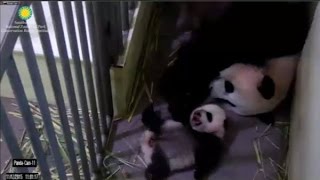 11-12-2015 Bei Bei's Challenged by his Big Belly