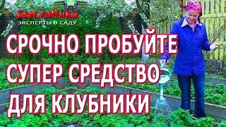 Подкормите клубнику этим средством весной. Невероятный результат.