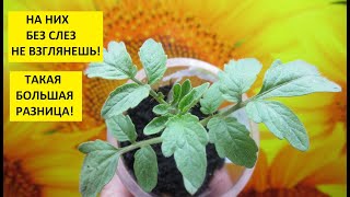 Какие сорта томатов взошли хуже всего? Самыми последними взошли магазинные семена томатов.