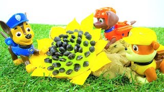 Щенячий патруль - Герои мультфильмов добывают масло из семечек