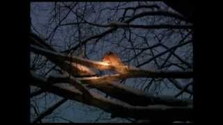 Пернатые кошки ночи. Совы