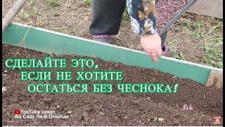 СДЕЛАЙТЕ ЭТО С ЧЕСНОКОМ, ЧТОБЫ НЕ ЛИШИТЬСЯ УРОЖАЯ В НОВОМ СЕЗОНЕ!